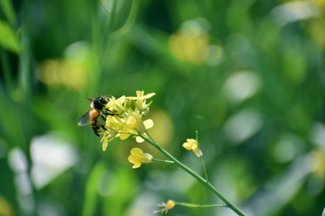 Honey bee sucking honey from yellow mustard flower with beautiful background