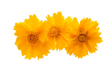 coreopsis isolated