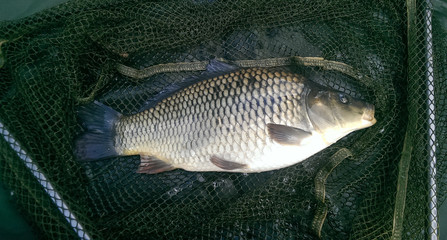 Common Carp / Cyprinus carpio fish, alive on a fisherman's landing net, before being returned to the water