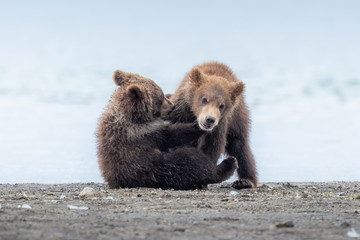 Obraz premium Ruling the landscape, brown bears of Kamchatka (Ursus arctos beringianus)