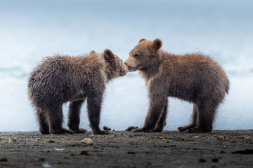 Obraz premium Ruling the landscape, brown bears of Kamchatka (Ursus arctos beringianus)