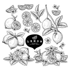 Vector Sketch Citrus fruit decorative set. Lemon. Hand Drawn Botanical Illustrations. Black and white with line art isolated on white backgrounds. Fruits drawings. Retro style elements.