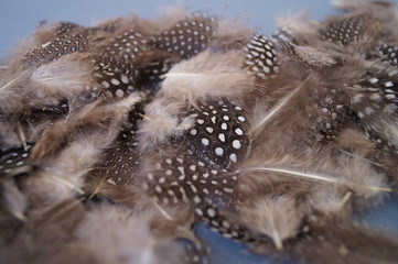 Feathers of a little bird with white dots animal nature natural unique background texture