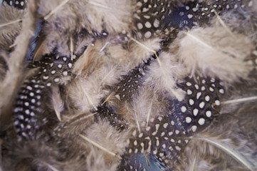 Stylish natural background brownish black feathers little bird with white dots wallpaper macro Photo