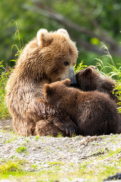 Ruling the landscape, brown bears of Kamchatka (Ursus arctos beringianus)