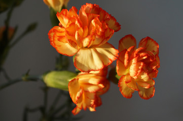 Flowers orange Yellow Carnation Dianthus Flora Nature Botanic