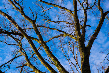Pattern of leafless tree branches with blue sky and lite white clouds in background in early spring season