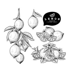 Vector Sketch Citrus fruit decorative set. Lemon. Hand Drawn Botanical Illustrations. Black and white with line art isolated on white backgrounds. Fruits drawings. Retro style elements.