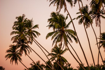 Fototapeta na wymiar Palms silhouettes against the pink sunrise sky taken in Sri Lanka