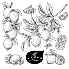 Vector Sketch Citrus fruit decorative set. Lemon. Hand Drawn Botanical Illustrations. Black and white with line art isolated on white backgrounds. Fruits drawings. Retro style elements.