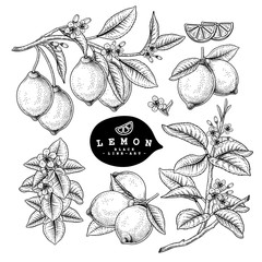 Vector Sketch Citrus fruit decorative set. Lemon. Hand Drawn Botanical Illustrations. Black and white with line art isolated on white backgrounds. Fruits drawings. Retro style elements.