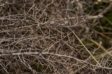 Plant with thorns. Rough texture. Dry plant. Herbarium in vivo. Prickly dry grass. Macro photo. Small details close up