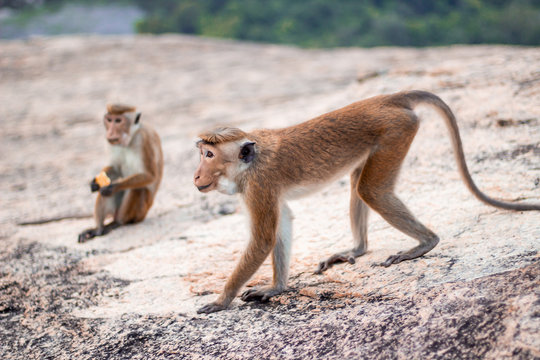 Monkeys on the rock in Sri Lanka.