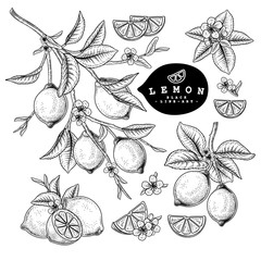 Vector Sketch Citrus fruit decorative set. Lemon. Hand Drawn Botanical Illustrations. Black and white with line art isolated on white backgrounds. Fruits drawings. Retro style elements.