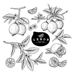 Vector Sketch Citrus fruit decorative set. Lemon. Hand Drawn Botanical Illustrations. Black and white with line art isolated on white backgrounds. Fruits drawings. Retro style elements.