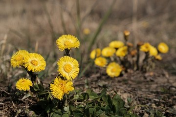 Yellow flowers of coltsfoot (Tussilago farfara) on the meadow - medicinal plant