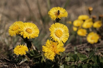 Yellow flowers of coltsfoot (Tussilago farfara) on the meadow - medicinal plant. A small wasp sitting on a flower.