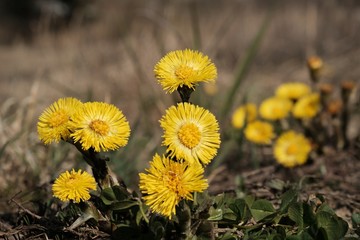 Yellow flowers of coltsfoot (Tussilago farfara) on the meadow - medicinal plant. 