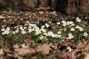 A bed of white flowers of anemones in the forest.