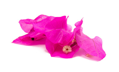 Bougainvillea isolated