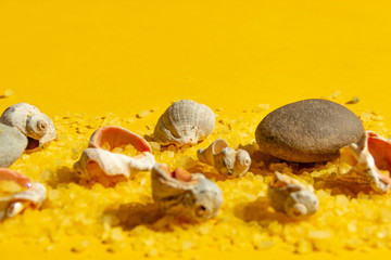 Fototapeta na wymiar Seashells and stones on a bright yellow sandy background. Summer background with bright sunlight. Travel and vacation concept
