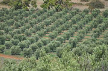Olive trees in Chalkidiki