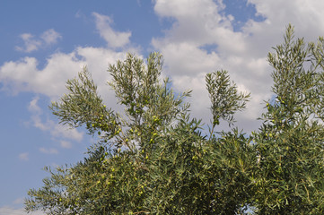 Olive trees in Chalkidiki