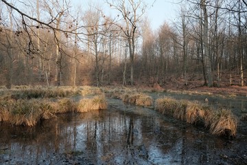 Obraz premium An unusual fairytale place in the forest - a puddle covered with eyelashes and overgrown with tufts of grass in a beautiful afternoon light