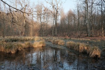 An unusual fairytale place in the forest - a puddle covered with eyelashes and overgrown with tufts of grass in a beautiful afternoon light