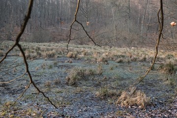 An unusual fairytale place in the forest - a puddle covered with eyelashes and overgrown with tufts...
