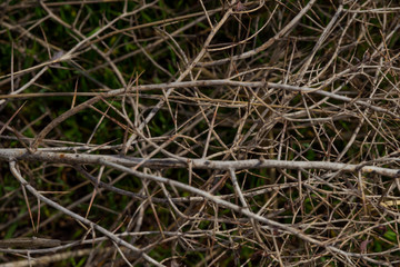 Plant with thorns. Rough texture. Dry plant. Herbarium in vivo. Prickly dry grass. Macro photo. Small details close up