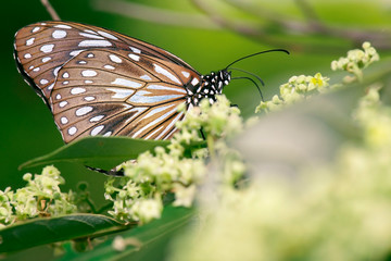 Blue Tiger Butterfly also known as Tirumala limniace.