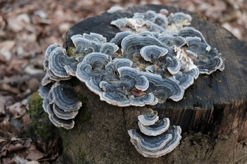 Trametes versicolor - hub, multi-colored mushrooms growing in a large group on a tree stump. It has medicinal properties. In some countries (e.g. China) considered edible