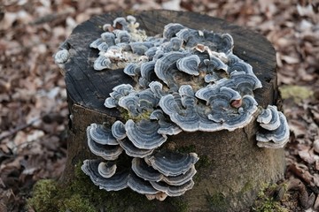 Trametes versicolor - hub, multi-colored mushrooms growing in a large group on a tree stump. It has medicinal properties. In some countries (e.g. China) considered edible