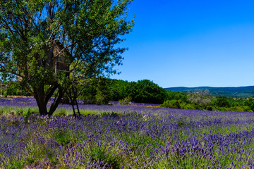 Beautiful landscape of a flourishing lavender field with a tree house for children to play in.