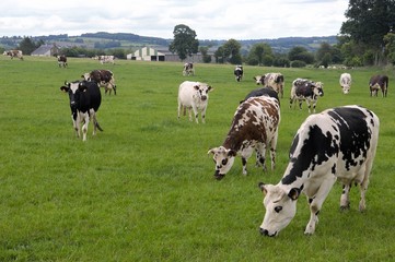 Troupeau vaches normandes