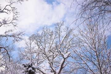 Beautiful winter sky through trees covered by fresh snow