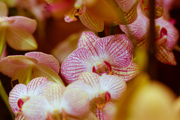 Fototapeta na wymiar orchid on a background
