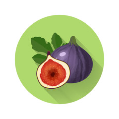 Fig anjeer vector illustration. Fig anjeer icon. Fresh healthy food organic natural food isolated
