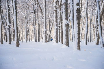 Beautiful winter landscape with trees covered by fresh snow on sunny day