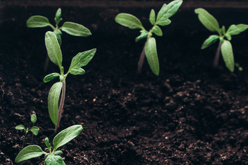 a few fresh young shoots of plants against the ground