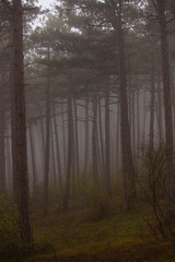misty morning forest 
