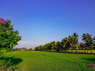 Rice Fields in different provinces