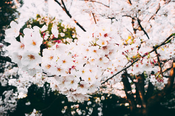 桜 満開 青空 日本 横