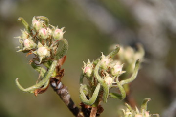 White fresh pear tree bud fertile blossom