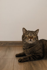The cat lies on the floor and looks up. Gray cat looks into the distance lying on the floor.