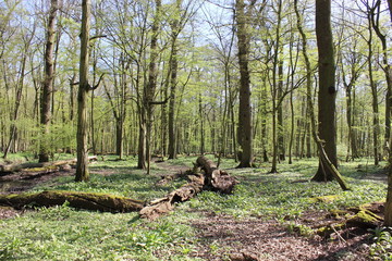 wildes Bärlauchfeld im Auenwald