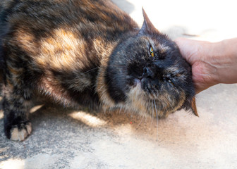 Raising a cat, pet's fur Makes the cat feel relaxed.