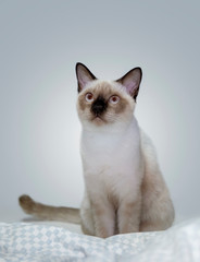 Siamese Cat in bedroom.