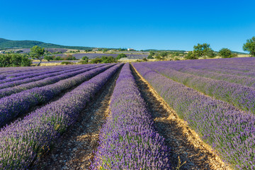 Fototapeta na wymiar Beautiful landscape of lavender fields